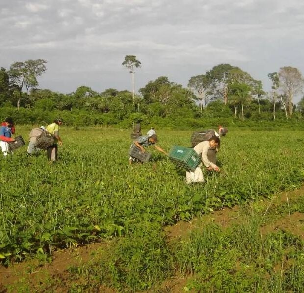 Produtores afetados por estiagem no RS podem renegociar crédito rural
