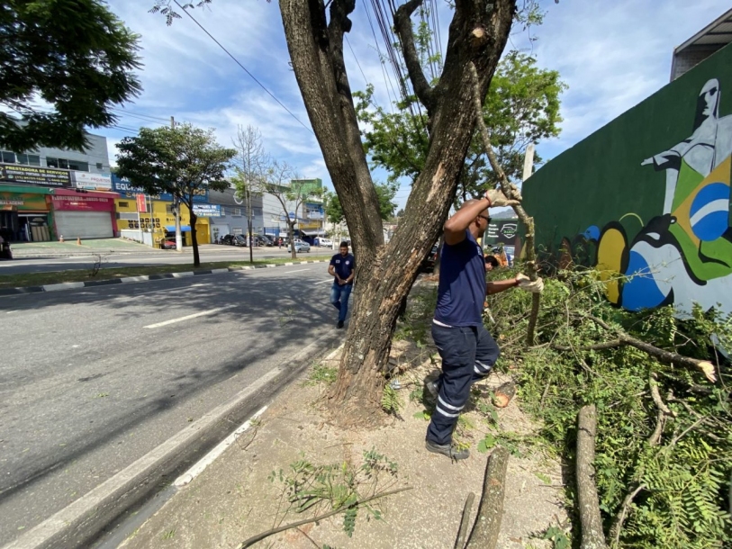 Defesa Civil de Cajamar realiza poda preventiva de árvores 