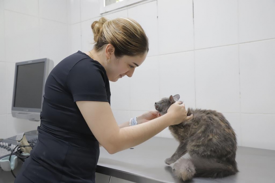 Agendamento de castração começa dia 1º de fevereiro em Barueri 