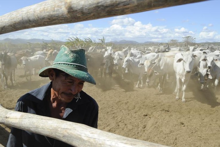 Produtores rurais poderão renegociar dívidas do crédito rural